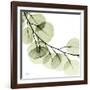 Mint Eucalyptus 2-Albert Koetsier-Framed Photographic Print