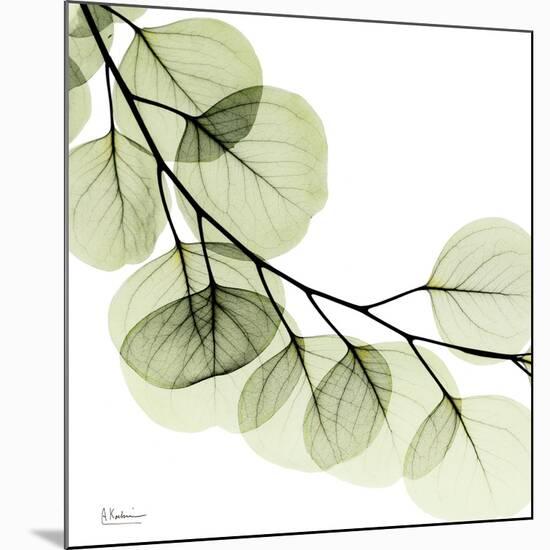 Mint Eucalyptus 2-Albert Koetsier-Mounted Photographic Print