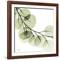 Mint Eucalyptus 2-Albert Koetsier-Framed Photographic Print