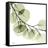 Mint Eucalyptus 2-Albert Koetsier-Framed Stretched Canvas