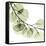 Mint Eucalyptus 2-Albert Koetsier-Framed Stretched Canvas