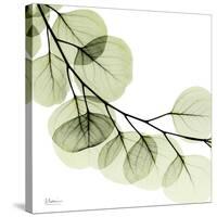 Mint Eucalyptus 2-Albert Koetsier-Stretched Canvas