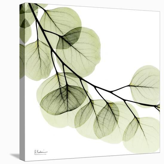 Mint Eucalyptus 2-Albert Koetsier-Stretched Canvas