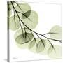 Mint Eucalyptus 2-Albert Koetsier-Stretched Canvas