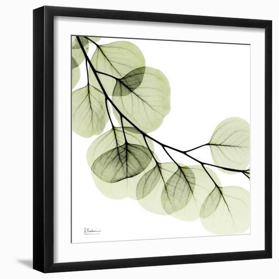 Mint Eucalyptus 2-Albert Koetsier-Framed Premium Photographic Print