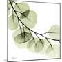 Mint Eucalyptus 2-Albert Koetsier-Mounted Premium Photographic Print