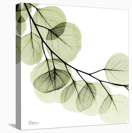 Mint Eucalyptus 2-Albert Koetsier-Stretched Canvas