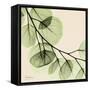 Mint Eucalyptus 2-Albert Koetsier-Framed Stretched Canvas