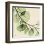 Mint Eucalyptus 2-Albert Koetsier-Framed Art Print