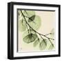 Mint Eucalyptus 2-Albert Koetsier-Framed Art Print