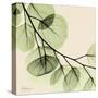 Mint Eucalyptus 2-Albert Koetsier-Stretched Canvas