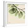 Mint Eucalyptus 3-Albert Koetsier-Framed Premium Giclee Print