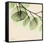 Mint Eucalyptus 3-Albert Koetsier-Framed Stretched Canvas