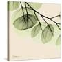 Mint Eucalyptus 3-Albert Koetsier-Stretched Canvas