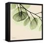 Mint Eucalyptus 3-Albert Koetsier-Framed Stretched Canvas