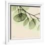 Mint Eucalyptus 3-Albert Koetsier-Framed Art Print