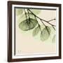 Mint Eucalyptus 3-Albert Koetsier-Framed Art Print