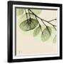 Mint Eucalyptus 3-Albert Koetsier-Framed Art Print