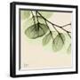 Mint Eucalyptus 3-Albert Koetsier-Framed Art Print