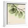 Mint Eucalyptus 3-Albert Koetsier-Framed Art Print