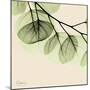 Mint Eucalyptus 3-Albert Koetsier-Mounted Art Print