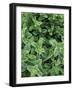 Mint Leaves for Brewing Traditional Tea, Morocco-Merrill Images-Framed Photographic Print