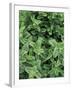 Mint Leaves for Brewing Traditional Tea, Morocco-Merrill Images-Framed Photographic Print