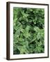 Mint Leaves for Brewing Traditional Tea, Morocco-Merrill Images-Framed Photographic Print