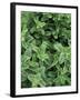 Mint Leaves for Brewing Traditional Tea, Morocco-Merrill Images-Framed Photographic Print