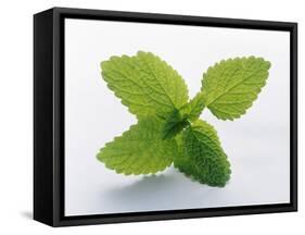 Mint Leaves-null-Framed Stretched Canvas