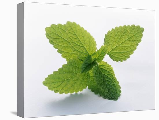 Mint Leaves-null-Stretched Canvas