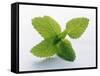 Mint Leaves-null-Framed Stretched Canvas