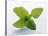 Mint Leaves-null-Stretched Canvas