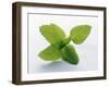 Mint Leaves-null-Framed Photographic Print