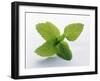 Mint Leaves-null-Framed Photographic Print