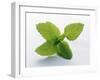 Mint Leaves-null-Framed Photographic Print