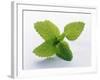 Mint Leaves-null-Framed Photographic Print