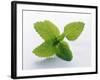 Mint Leaves-null-Framed Photographic Print