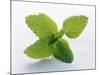 Mint Leaves-null-Mounted Photographic Print