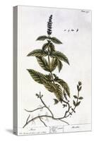 Mint Plant, 1735-Elizabeth Blackwell-Stretched Canvas