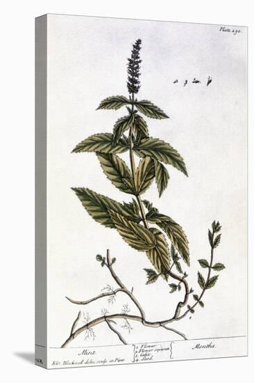 Mint Plant, 1735-Elizabeth Blackwell-Stretched Canvas