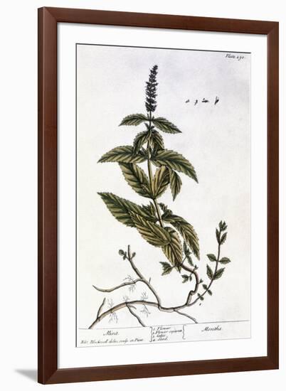 Mint Plant, 1735-Elizabeth Blackwell-Framed Giclee Print