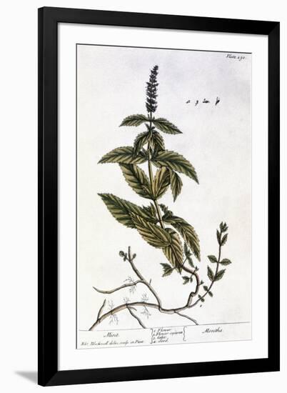 Mint Plant, 1735-Elizabeth Blackwell-Framed Giclee Print