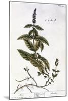 Mint Plant, 1735-Elizabeth Blackwell-Mounted Giclee Print