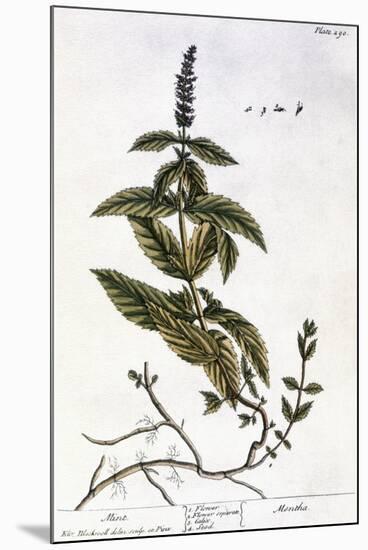 Mint Plant, 1735-Elizabeth Blackwell-Mounted Giclee Print