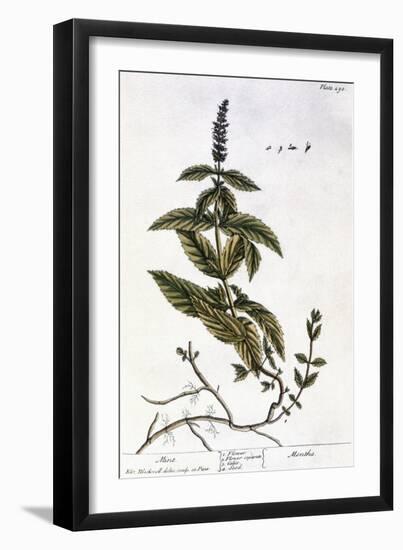 Mint Plant, 1735-Elizabeth Blackwell-Framed Giclee Print