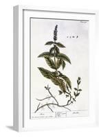 Mint Plant, 1735-Elizabeth Blackwell-Framed Giclee Print