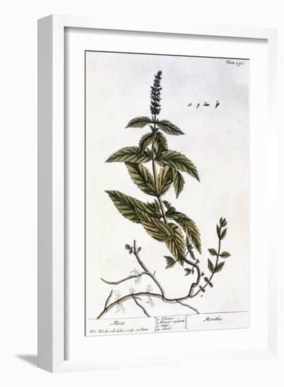 Mint Plant, 1735-Elizabeth Blackwell-Framed Giclee Print