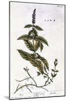 Mint Plant, 1735-Elizabeth Blackwell-Mounted Giclee Print