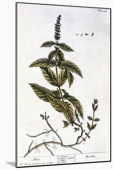 Mint Plant, 1735-Elizabeth Blackwell-Mounted Giclee Print